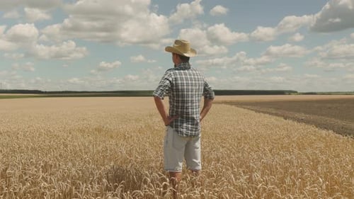 Flight over a field of ripe wheat among which stands a farmer man in a hat.
