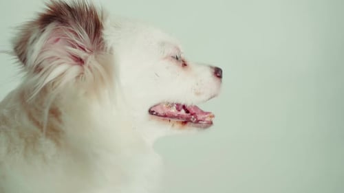 Fluffy White Dog Panting in Front of Bright Background