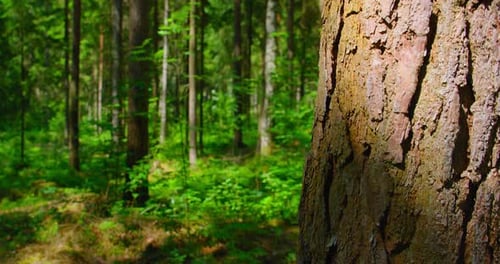 Tronc d'arbre dans une forêt inclinable en gros plan