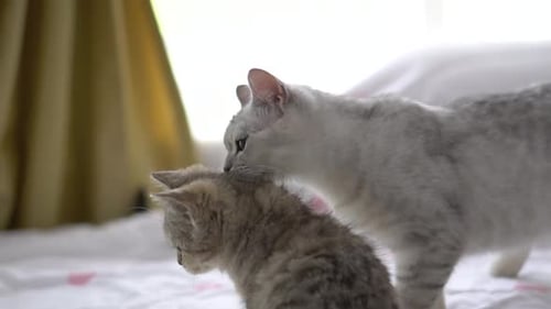 Loving Cat Grooms Kitten in Home Interior