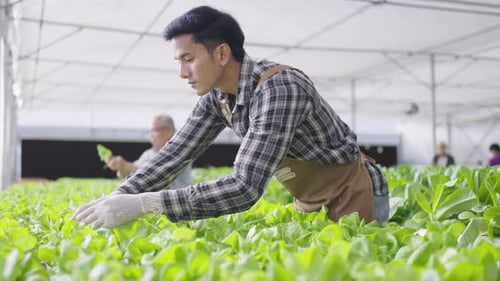 Hydroponics farm organic fresh harvested vegetables concept