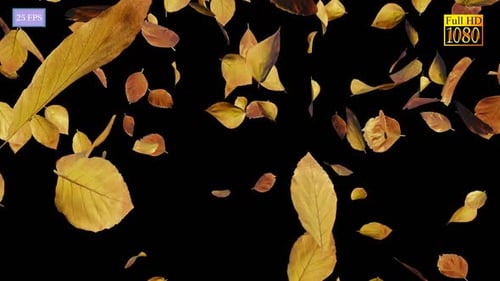 Falling Autumn Leaves Seamless Loop Overlay