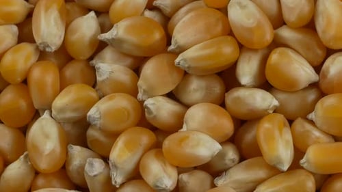 Yellow popcorn kernels. Close up.