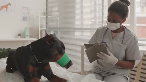 Veterinarian Examining Dog Patient with Tablet in Office