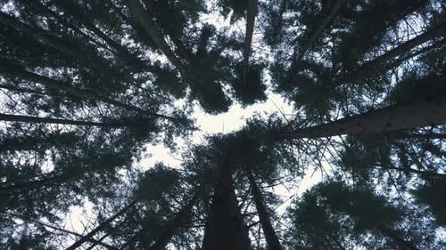 Pine Trees Blowing in the Wind , Bottom View