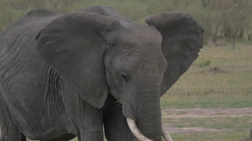 African elephant eating grass