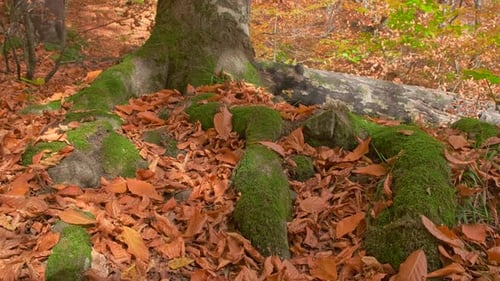 Mossy Tree Roots Surrounded by Fallen Leaves