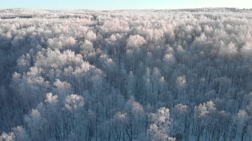 Winter white forest at sunset from a height