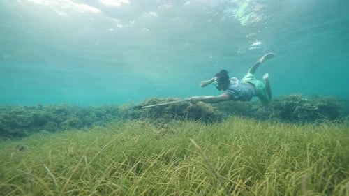 Spearfisher Swims Underwater in Clear Ocean Water