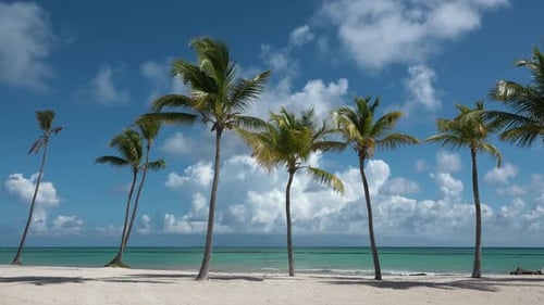 Palm Trees on a Sandy Beach