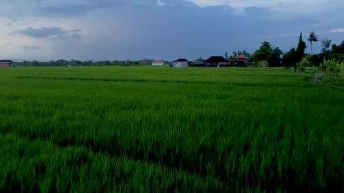 Survolez les rizières de Bali