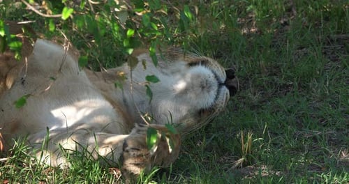 Afrikanischer Löwe, Panthera-Löwe, Weibchen schlafend, Masai Mara Park in Kenia, Echtzeit 4K