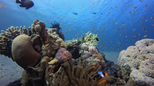 Clownfish Reef Marine Underwater