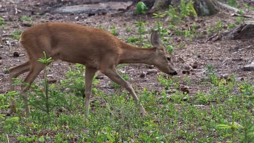 Roe deer in forest, Capreolus capreolus. Wild roe deer in nature.