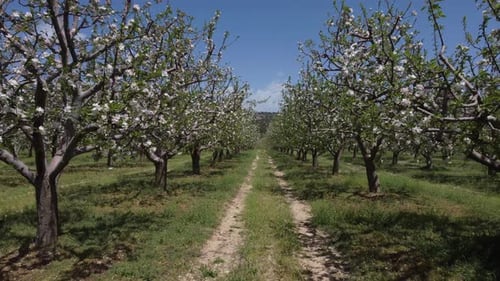 Drone Image of Apple Orchard with White Flowers