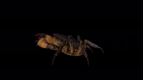 3D Realistic Walking Crab Animation