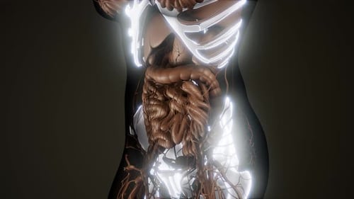 Luminous Human Anatomy 3D Medical Scan Animation