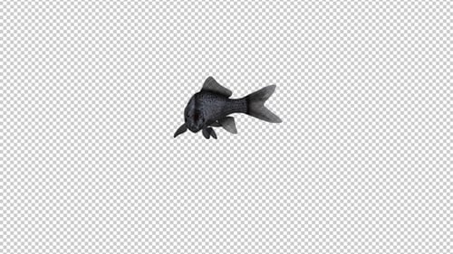 Black Goldfish - Transparent Loop