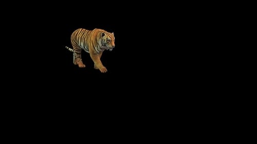 Tiger Walk Over Screen
