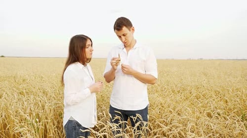 Man and a Woman in White Shirts Analyze Ears of Ripe Wheat in a Field