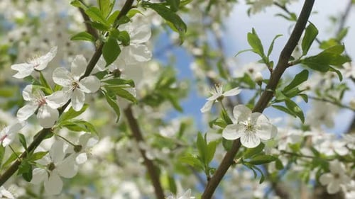 White Sakura Flowers In The Park