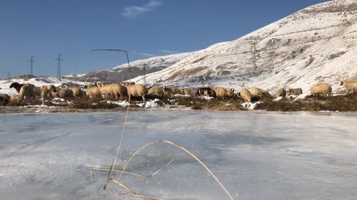 Sheep