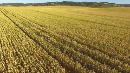 Aerial shot of wheat field