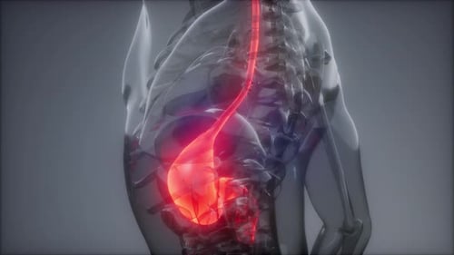 Exame de radiologia do estômago humano
