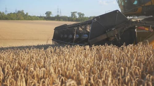 Close Up Knife of Combine Spinning and Cutting Yellow Ears of Wheat. Harvester Riding Through Field