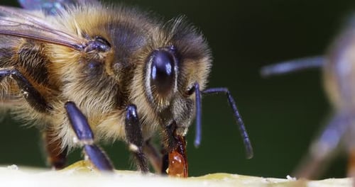 European Honey Bee, apis mellifera, Bee licking Honey, Normandy, Real Time 4K