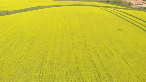 Blooming Rapeseed Field