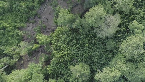 Acai trees berry plantation crops in the Amazon
