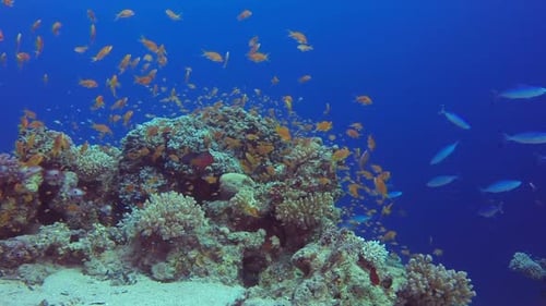 Colorful Fish Swimming Around a Coral Reef
