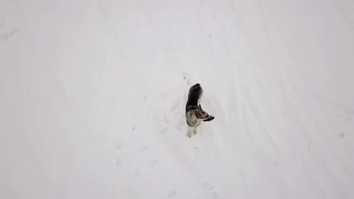 Dog Stands in Snowy Field Aerial View