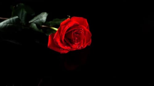 Red Rose Gently Falling on Black Background