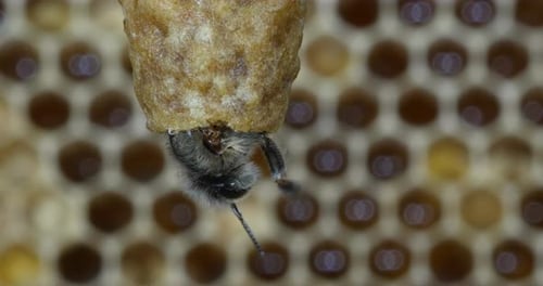 |European Honey Bee, apis mellifera, Emergence of a Queen, Bee Hive in Normandy, Real Time 4K