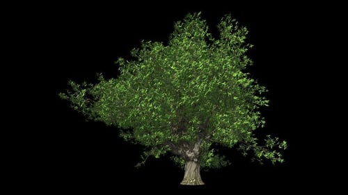 Willow Tree