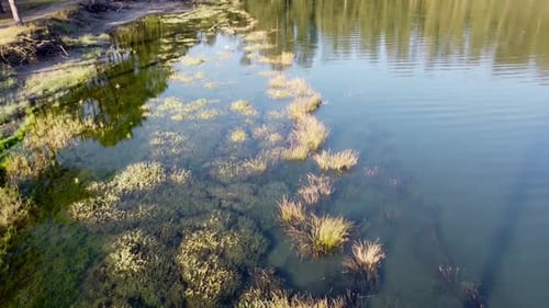 Vegetation In Lake, Top View