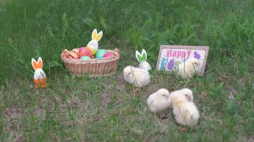 Adorable Baby Chicks Amongst Easter Decorations in Spring