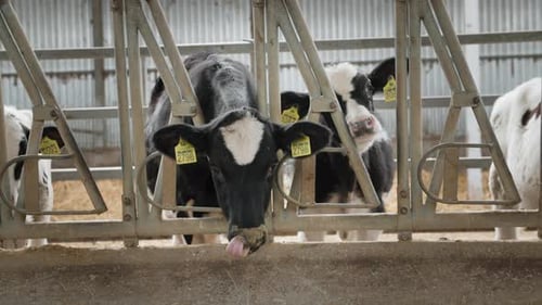 Cows Eating Feed Together in Stall Funny Animals with Dirty Noses on a Farm in the Countryside