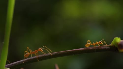Red ants walking on a branch
