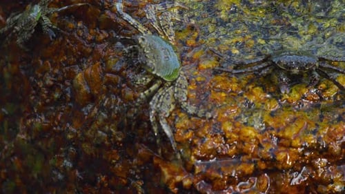Crabs on the Rock at the Beach