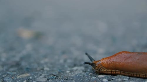 Crawl Slug On The Road