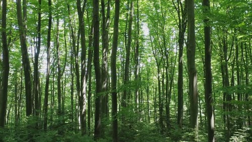 Aerial View of Green Foliar Trees in the Wild Forest Illuminated By the Shining Rays of the Sun