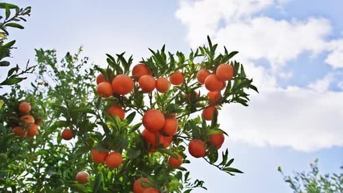 Lush Harvest of Fresh Organic Citruses on a Small Family Farm
