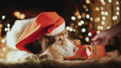 The Dog Is Sleeping on the Rug Near the Fireplace. There Is a Festive Cap on It, in the Background