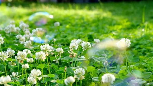 Soap bubbles close-up in blooming clover. St.Patrick 's Day