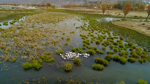 Enten auf dem See