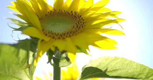 Bright Yellow Sunflower Against a Sunny Sky
