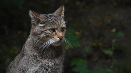 Europäisches Wildkatzenporträt Nahaufnahme